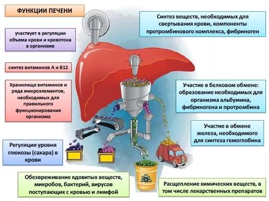 Новости про - С какой стороны находится печень, её анатомия, роль и какой врач её лечит